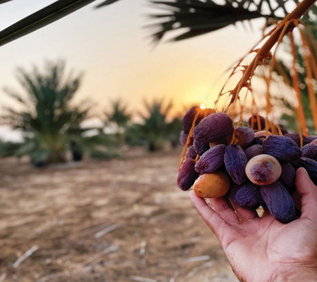 The Health Benefits of Organic Medjool Dates