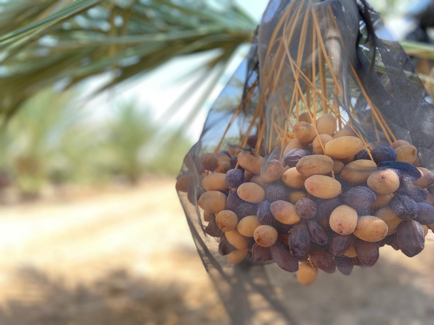 Palestinian Medjool Dates