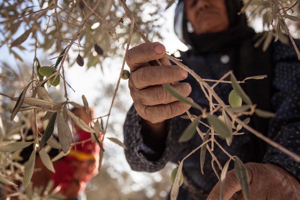Shop Extra Virgin Olive Oil & Flavoured Oils From Palestine