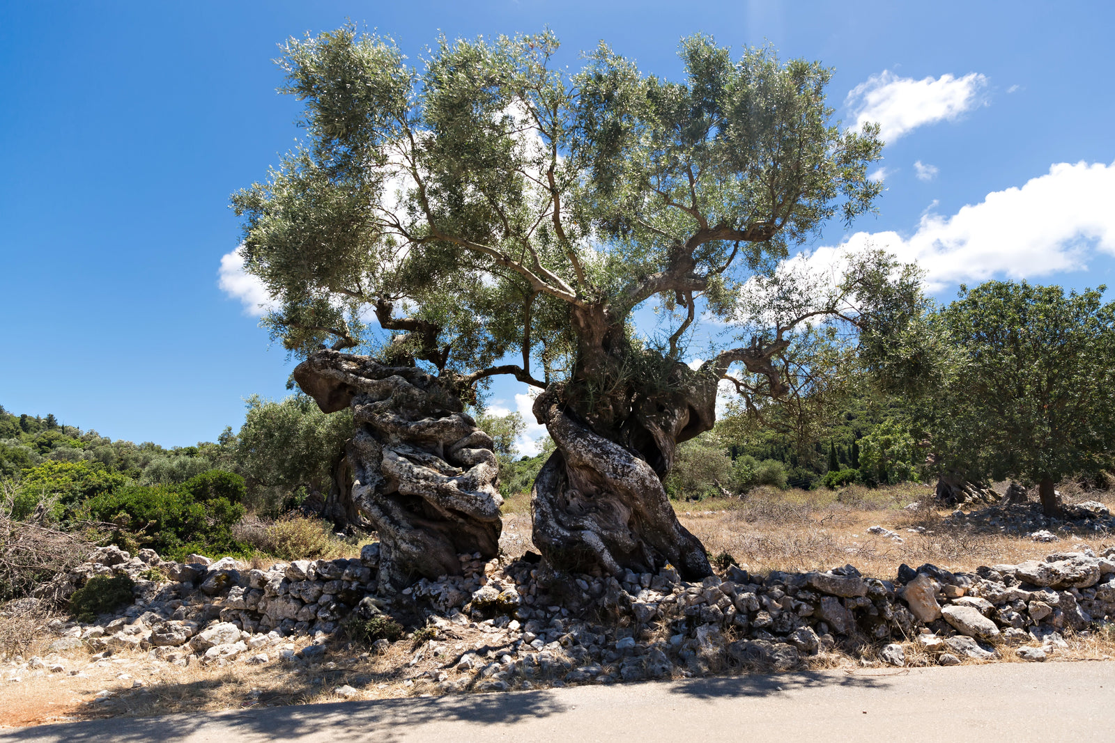 Two old olive trees.