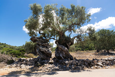 Two old olive trees.