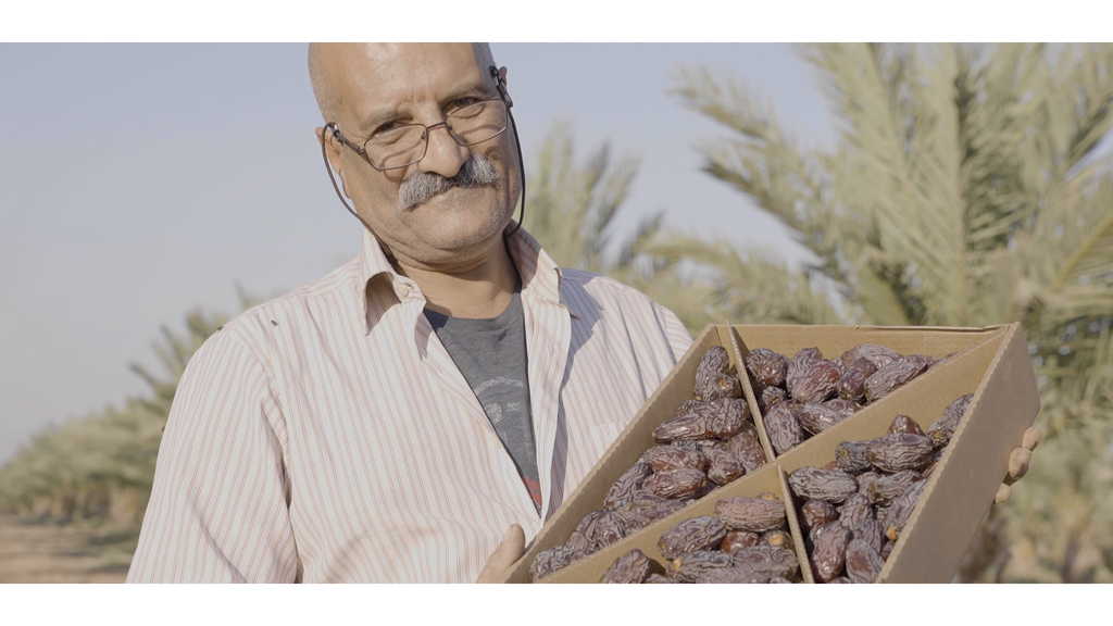 Palestinian Natural Medjool Dates